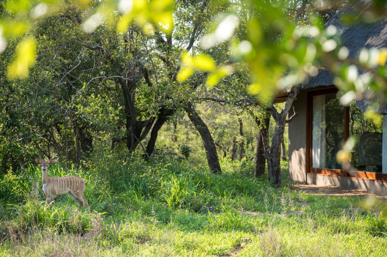 Kambaku River Sands Timbavati Vadrezervátum Kültér fotó