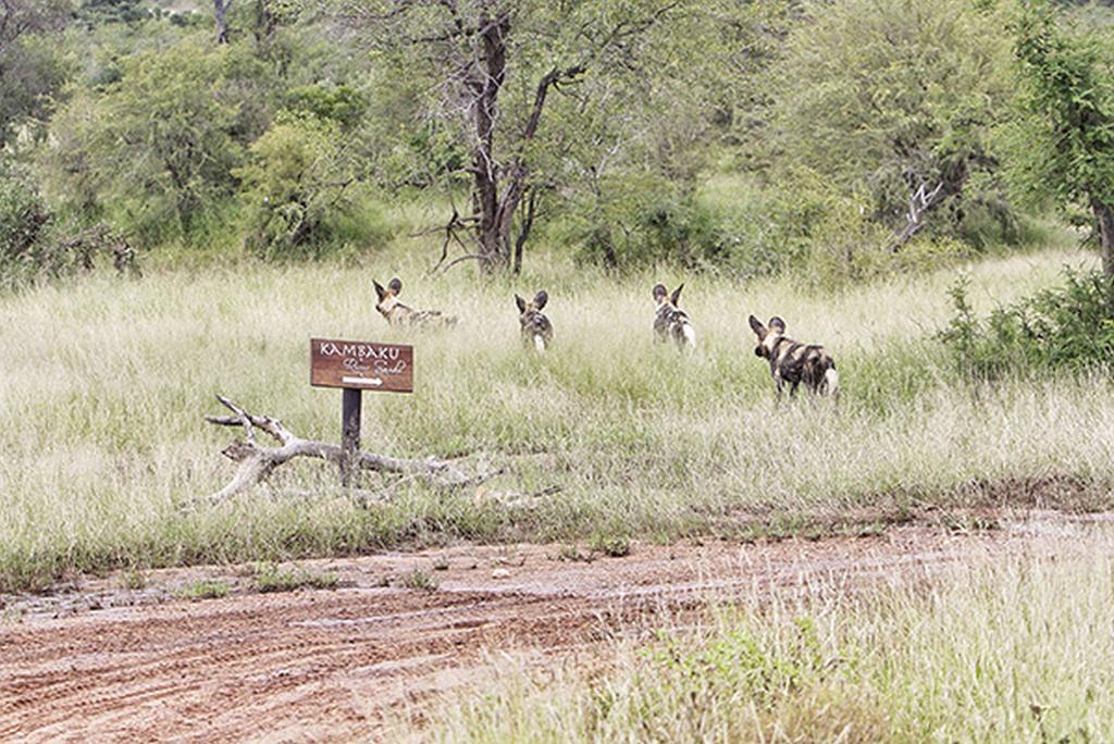 Kambaku River Sands Timbavati Vadrezervátum Kültér fotó